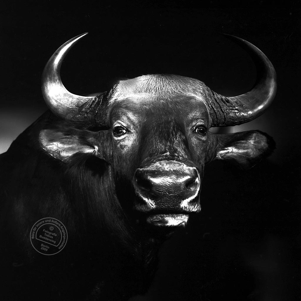 Büffel, Afrikanische Büffelkuh, Museum für Naturkunde, Berlin 2003