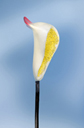 kieferpollensack_2188_128.jpg