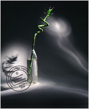 Blumen 01 - Colaflasche mit Bambus