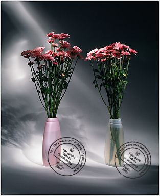 Blumen 04 - Rosa und transparente Flaschen mit zwei Bund Astern