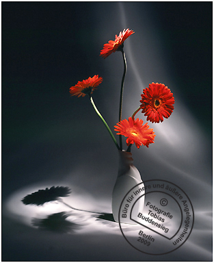 Blumen 09 - Weie Flasche mit roten Gerberas