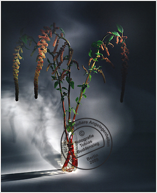 Blumen 17 - Transparente Flaschen mit Hngeblumen