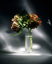 blumen05.jpg