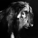 Bison, Museum fr Naturkunde, Berlin 2002