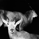 Kudu, Antilope, Museum fr Naturkunde, Berlin 2002