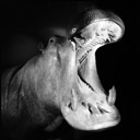 Nilpferd, Museum fr Naturkunde, Berlin 2002