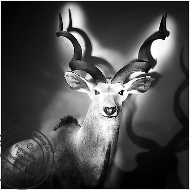 Gazelle, Museum fr Naturkunde, Berlin 2002