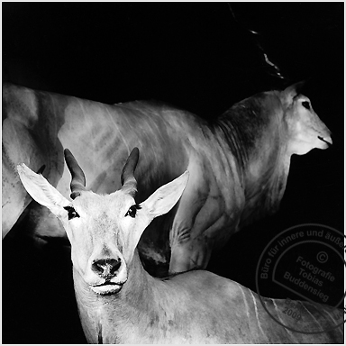Kudu, Antilope, Museum fr Naturkunde, Berlin 2002