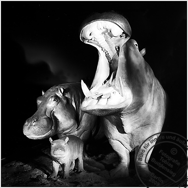Nilpferde-Familie, Museum fr Naturkunde, Berlin 2002