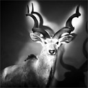 gazelle.jpg
