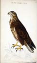 m. Mäusebussard m. Mäusebussard