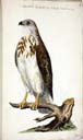 w. Mäusebussard w. Mäusebussard