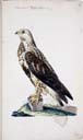 Raufußbussard Raufußbussard