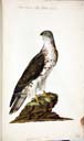 m. Westenbussard m. Westenbussard