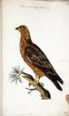 w. Westenbussard w. Westenbussard