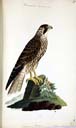 m. juv. Wanderfalke m. juv. Wanderfalke