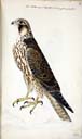 m. juv. Wanderfalke m. juv. Wanderfalke