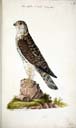 m. juv. Merlin m. juv. Merlin