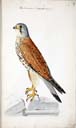Turmfalke Turmfalke