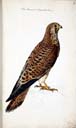 m. juv. Turmfalke m. juv. Turmfalke