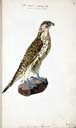m. Gyrfalke m. Gyrfalke