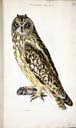 m. Sumpfohreule m. Sumpfohreule