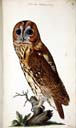 w. juv. Waldkauz w. juv. Waldkauz