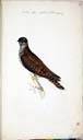 w. juv. Kuckuck w. juv. Kuckuck