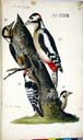 o.l. w. / o.r. m. Buntspecht u.l. m. / u.r. w. Kleinspecht o.l. w. / o.r. m. Buntspecht u.l. m. / u.r. w. Kleinspecht