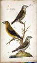 o. w. juv. /  mi. m. /  u. w. Fichtenkreuzschnabel o. w. juv. /  mi. m. /  u. w. Fichtenkreuzschnabel