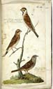 o. m. / mi. w. Ortolan u. Heckenbraunelle o. m. / mi. w. Ortolan u. Heckenbraunelle