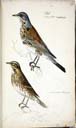 o. m. juv. Wacholderdrossel u. m. juv. Rotdrossel o. m. juv. Wacholderdrossel u. m. juv. Rotdrossel