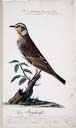 m. juv. Naumanndrossel m. juv. Naumanndrossel