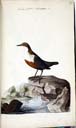 Wasseramsel Wasseramsel