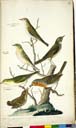 o. Fitis o. mi. l. w. Waldlaubsänger o. mi. r. m. Zilpzalp u. mi. l. m. Waldlaubsänger u. mi. r. Rotkelchen u. juv. Rotkelchen o. Fitis o. mi. l. w. Waldlaubsänger o. mi. r. m. Zilpzalp u. mi. l. m. Waldlaubsänger u. mi. r. Rotkelchen u. juv. Rotkelchen
