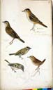 o. r.  Seggenrohrsänger o. l. Schilfrohrsänger mi. Sommergoldhähnchen u. r. Zaunkönig u. l. Wintergoldhähnchen o. r.  Seggenrohrsänger o. l. Schilfrohrsänger mi. Sommergoldhähnchen u. r. Zaunkönig u. l. Wintergoldhähnchen