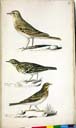 o. m. Brachpieper mi. m. Wiesenpieper u. m. Baumpieper o. m. Brachpieper mi. m. Wiesenpieper u. m. Baumpieper