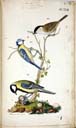o. Sumpfmeisen mi. Blaumeise u. Kohlmeise o. Sumpfmeisen mi. Blaumeise u. Kohlmeise