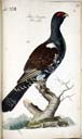 m. Auerhuhn m. Auerhuhn