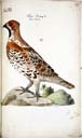 m. Haselhuhn m. Haselhuhn