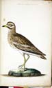 m. juv. Triel m. juv. Triel
