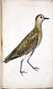 m. juv. Goldregenpfeifer m. juv. Goldregenpfeifer