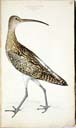 m. Großer Brachvogel m. Großer Brachvogel