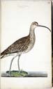 m. Regenbrachvogel m. Regenbrachvogel