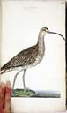 m. Regenbrachvogel m. Regenbrachvogel