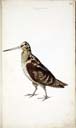 m. Waldschnepfe m. Waldschnepfe