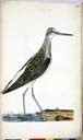 m. Grünschenkel m. Grünschenkel
