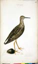 w. Kampfläufer w. Kampfläufer