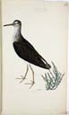 m. Waldwasserläufer m. Waldwasserläufer
