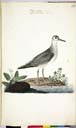 m. juv. Terekwasserläufer m. juv. Terekwasserläufer